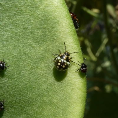 Nezara viridula (Green vegetable bug) at Flea Bog Flat to Emu Creek Corridor - 3 Mar 2023 by JohnGiacon