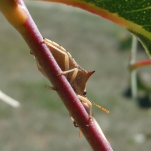 Pentatomidae (family) at Belconnen, ACT - 3 Mar 2023