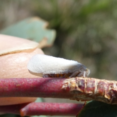 Anzora unicolor (Grey Planthopper) at Flea Bog Flat to Emu Creek Corridor - 3 Mar 2023 by JohnGiacon