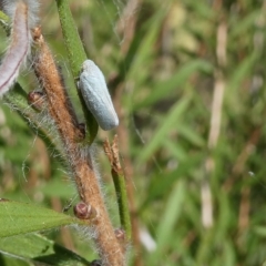 Anzora unicolor at Belconnen, ACT - 3 Mar 2023