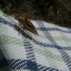 Oechalia schellenbergii at Belconnen, ACT - 3 Mar 2023 03:54 PM