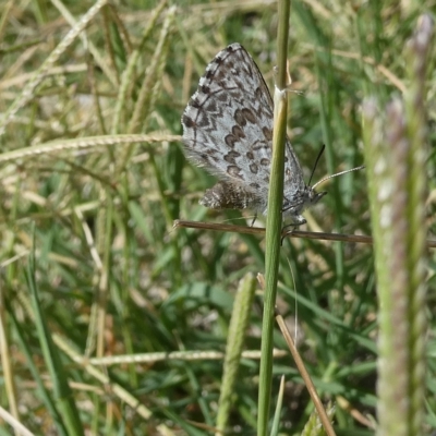 Lucia limbaria (Chequered Copper) at Flea Bog Flat to Emu Creek Corridor - 3 Mar 2023 by JohnGiacon