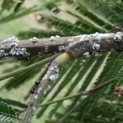 Melanococcus albizziae (Acacia Mealybug) at Belconnen, ACT - 4 Mar 2023 by JohnGiacon