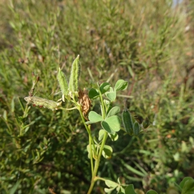 Oxalis thompsoniae (Fluffy-fruit Wood-sorrel) at Flea Bog Flat to Emu Creek Corridor - 4 Mar 2023 by JohnGiacon