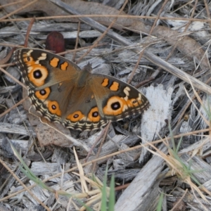 Junonia villida at Belconnen, ACT - 4 Mar 2023