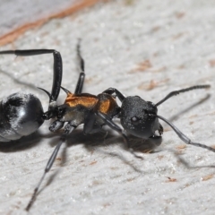 Polyrhachis ornata at Thorneside, QLD - 22 Feb 2023 by TimL