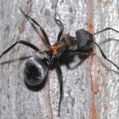 Polyrhachis ornata at Thorneside, QLD - 22 Feb 2023 11:36 AM