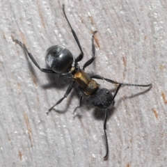 Polyrhachis ornata at Thorneside, QLD - 22 Feb 2023 11:36 AM