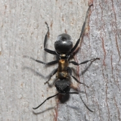 Polyrhachis ornata at Thorneside, QLD - 22 Feb 2023 11:36 AM