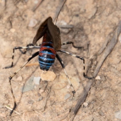 Acripeza reticulata (Mountain Katydid) at Cotter River, ACT - 7 Mar 2023 by SWishart