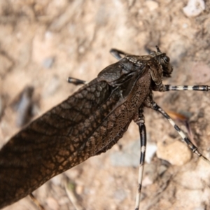 Acripeza reticulata at Cotter River, ACT - 8 Mar 2023