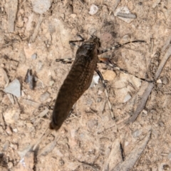 Acripeza reticulata at Cotter River, ACT - 8 Mar 2023