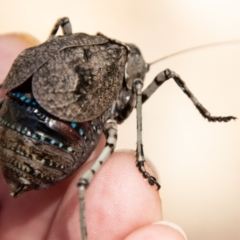 Acripeza reticulata (Mountain Katydid) at Cotter River, ACT - 8 Mar 2023 by SWishart