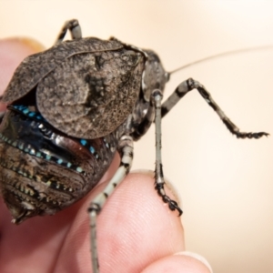 Acripeza reticulata at Cotter River, ACT - 8 Mar 2023