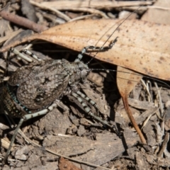 Acripeza reticulata at Cotter River, ACT - 8 Mar 2023