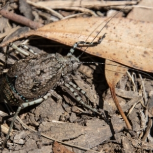 Acripeza reticulata at Cotter River, ACT - 8 Mar 2023