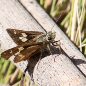 Timoconia flammeata at Cotter River, ACT - 8 Mar 2023 01:56 PM