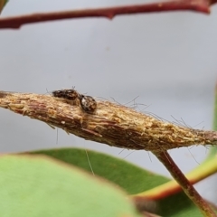 Uraba lugens (Gumleaf Skeletonizer) at Isaacs, ACT - 7 Mar 2023 by Mike