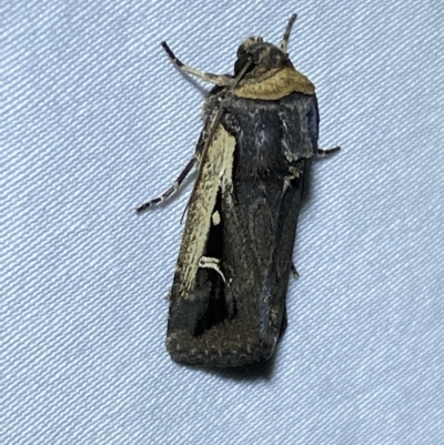 Proteuxoa tortisigna (Streaked Rictonis Moth) at Jerrabomberra, NSW - 8 Mar 2023 by Steve_Bok