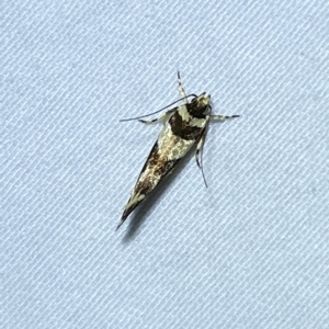 Macrobathra desmotoma at Jerrabomberra, NSW - 8 Mar 2023