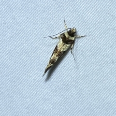 Macrobathra desmotoma at Jerrabomberra, NSW - 8 Mar 2023