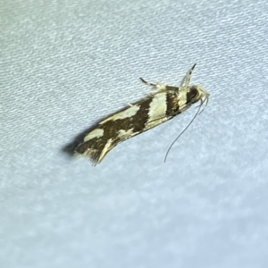 Macrobathra desmotoma at Jerrabomberra, NSW - 8 Mar 2023