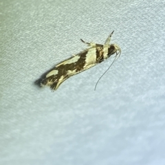 Macrobathra desmotoma at Jerrabomberra, NSW - 8 Mar 2023