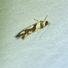 Macrobathra desmotoma at Jerrabomberra, NSW - 8 Mar 2023