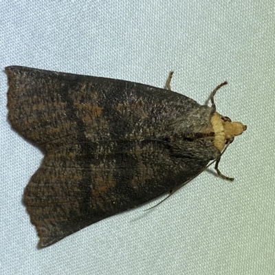 Fisera eribola (Orange-hooded Crest-moth) at Jerrabomberra, NSW - 8 Mar 2023 by SteveBorkowskis