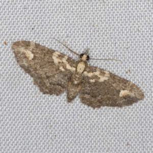 Pasiphilodes testulata at O'Connor, ACT - 28 Feb 2023