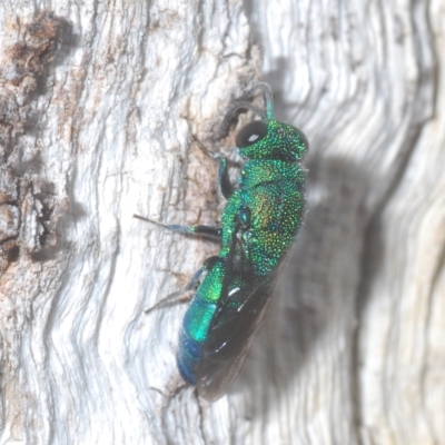 Primeuchroeus sp. (genus) (Cuckoo Wasp) at Throsby, ACT - 5 Mar 2023 by Harrisi