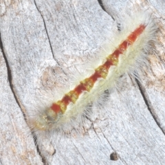 Trichiocercus sparshalli (Sparshall's Moth) at Throsby, ACT - 5 Mar 2023 by Harrisi