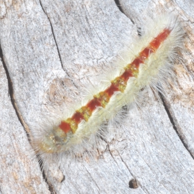 Trichiocercus sparshalli (Sparshall's Moth) at Throsby, ACT - 5 Mar 2023 by Harrisi