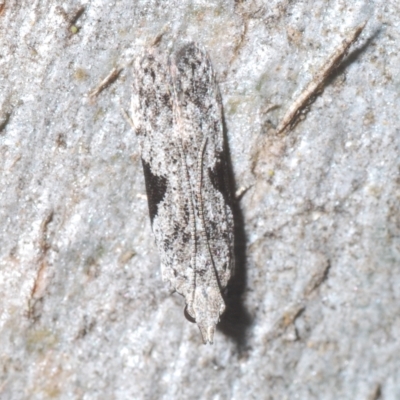 Anarsia molybdota (Wattle Shoot Moth) at Throsby, ACT - 5 Mar 2023 by Harrisi