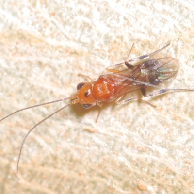 Braconidae (family) (Unidentified braconid wasp) at Goorooyarroo NR (ACT) - 5 Mar 2023 by Harrisi