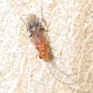 Braconidae (family) at Throsby, ACT - 5 Mar 2023