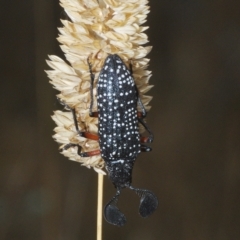 Rhipicera (Agathorhipis) femorata (Feather-horned beetle) at Throsby, ACT - 5 Mar 2023 by Harrisi