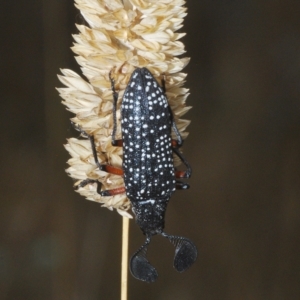 Rhipicera (Agathorhipis) femorata at Throsby, ACT - 5 Mar 2023