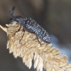 Rhipicera (Agathorhipis) femorata at Throsby, ACT - 5 Mar 2023