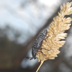 Rhipicera (Agathorhipis) femorata at Throsby, ACT - 5 Mar 2023