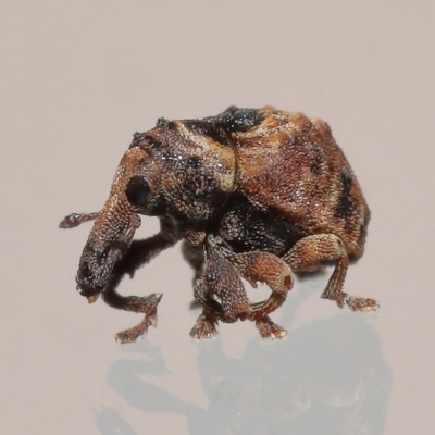 Haplonyx (genus) at  - suppressed by TimL