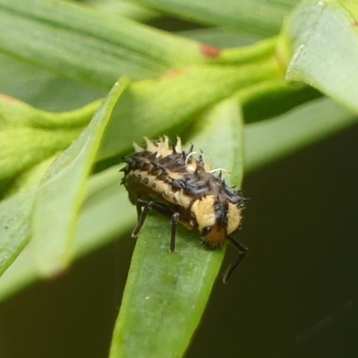 Harmonia testudinaria (Tortoise-shelled ladybird) at Braemar, NSW - 28 Feb 2023 by Curiosity