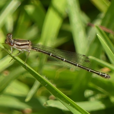 Austroagrion watsoni (Eastern Billabongfly) at Braemar, NSW - 2 Mar 2023 by Curiosity