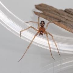 Unidentified Spider (Araneae) at Jerrabomberra, NSW - 8 Mar 2023 by MarkT
