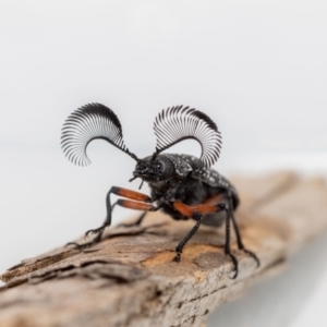 Rhipicera (Agathorhipis) femorata at Jerrabomberra, NSW - 8 Mar 2023