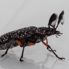 Rhipicera (Agathorhipis) femorata at Jerrabomberra, NSW - 8 Mar 2023