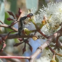 Tiphiidae (family) (Unidentified Smooth flower wasp) at Bicentennial Park - 7 Mar 2023 by Paul4K
