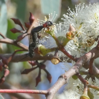 Tiphiidae (family) (Unidentified Smooth flower wasp) at Bicentennial Park - 8 Mar 2023 by Paul4K