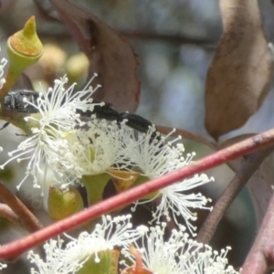 Tiphiidae (family) at Queanbeyan West, NSW - 8 Mar 2023