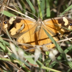 Heteronympha merope at Queanbeyan West, NSW - 9 Mar 2023 07:36 AM